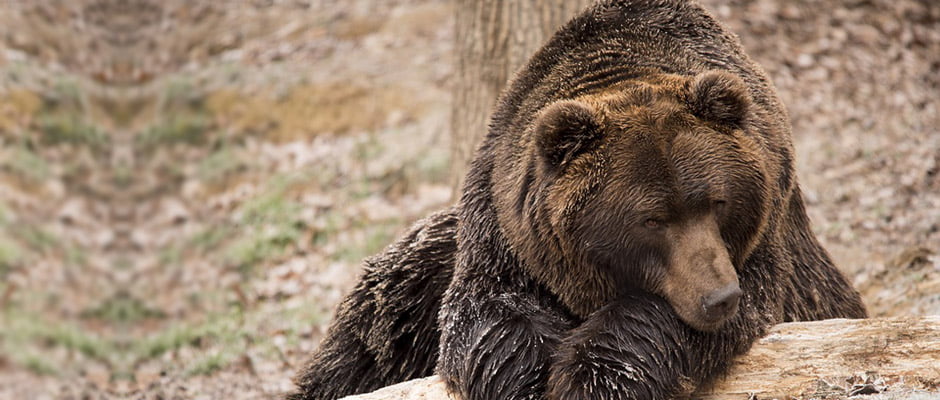 Hunting Brown Bear Romania